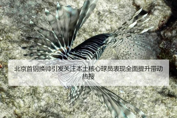 北京首钢换帅引发关注本土核心球员表现全面提升带动热搜